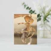 Carte Postale Araignée faciale de chat dévorer une guêpe (Debout devant)