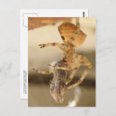 Carte Postale Araignée faciale de chat dévorer une guêpe (Devant / Derrière)