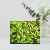 Carte Postale Araignée guêpe dans le vert (Debout devant)