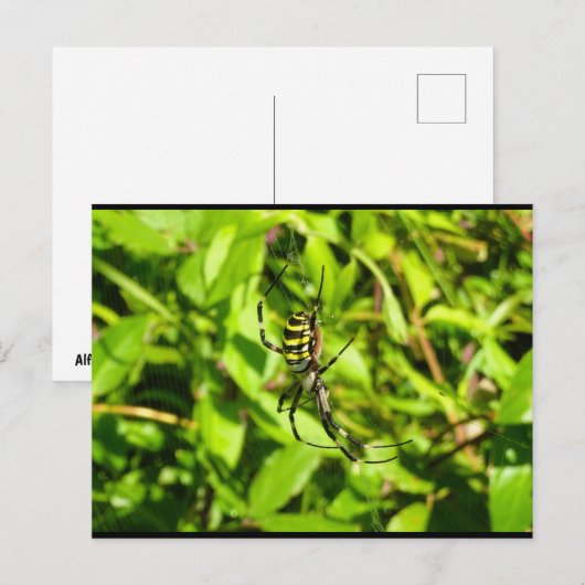 Carte Postale Araignée guêpe dans le vert (Devant / Derrière)