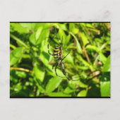 Carte Postale Araignée guêpe dans le vert (Devant)