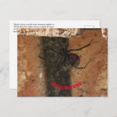 Carte Postale Araignée noire (Devant / Derrière)