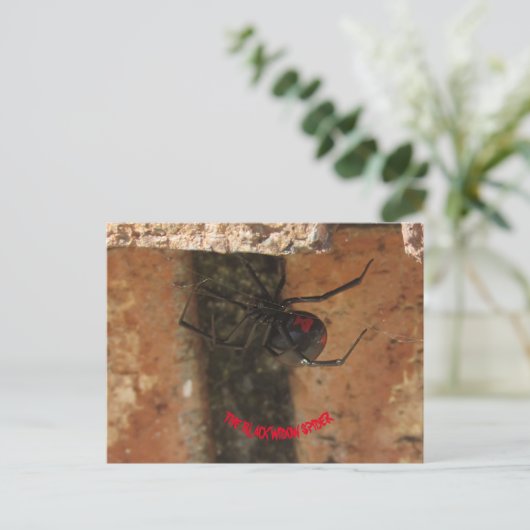 Carte Postale Araignée noire (Debout devant)