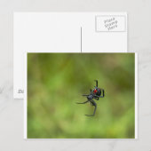 Carte Postale Araignée noire et rouge brillante Latrodectus mact (Devant / Derrière)