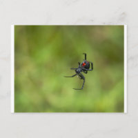 Araignée noire et rouge brillante Latrodectus mact