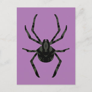Carte Postale Araignée ordinaire