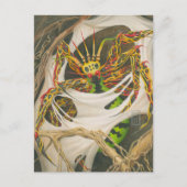 Carte Postale Araignée racine (Devant)