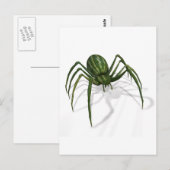 Carte Postale Araignée Rare Pastèque (Devant / Derrière)