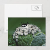 Carte Postale Araignée sauteuse Metaphid (Devant / Derrière)
