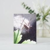 Carte Postale Araignée tachetée (Debout devant)