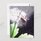 Carte Postale Araignée tachetée (Devant / Derrière)