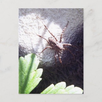 Carte Postale Araignée tachetée