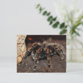 Carte Postale Araignée Tarantula à genou rayé (Debout devant)