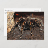 Carte Postale Araignée Tarantula à genou rayé (Devant / Derrière)
