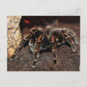 Carte Postale Araignée Tarantula à genou rayé (Devant)