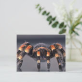 Carte Postale Araignée Tarantula effrayante (Debout devant)