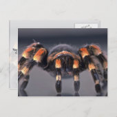 Carte Postale Araignée Tarantula effrayante (Devant / Derrière)