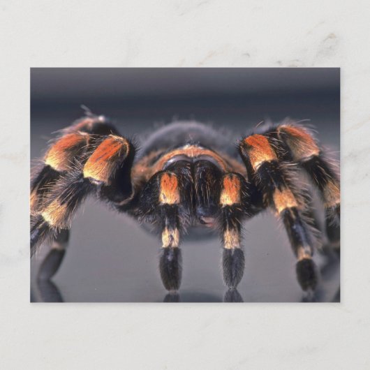 Carte Postale Araignée Tarantula effrayante (Devant)