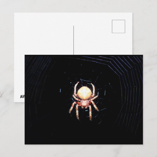Carte Postale Araignée Tisserande Orange (Devant / Derrière)