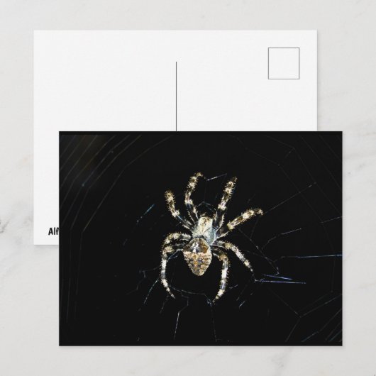 Carte Postale Araignée tisseuse d'orbe (Devant / Derrière)