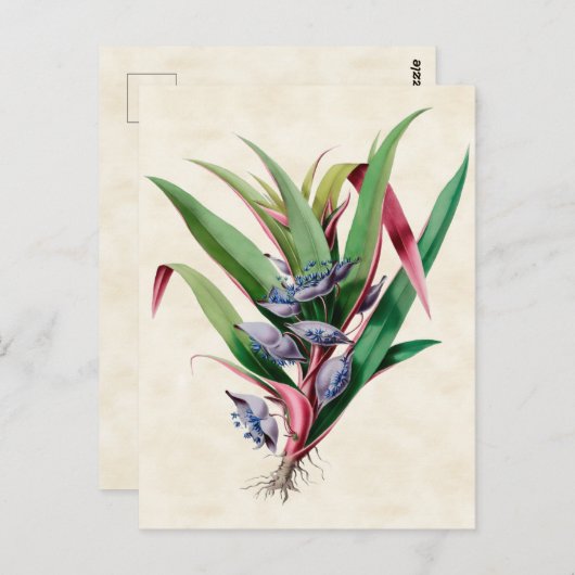 Carte Postale Araignée Vintage Botanique (Devant / Derrière)