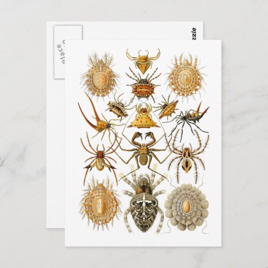 Carte Postale Araignées (Devant / Derrière)