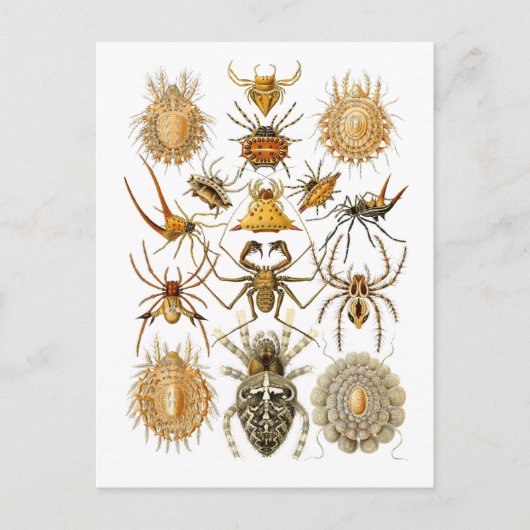 Carte Postale Araignées (Devant)