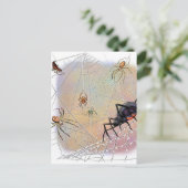 Carte postale Araignées (Debout devant)