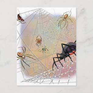 Carte postale Araignées