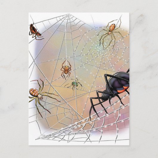 Carte postale Araignées (Devant)