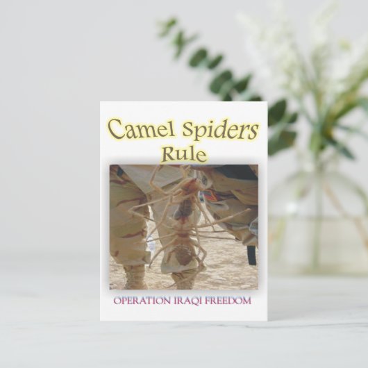 Carte Postale Araignées (Debout devant)