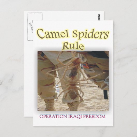 Carte Postale Araignées (Devant / Derrière)