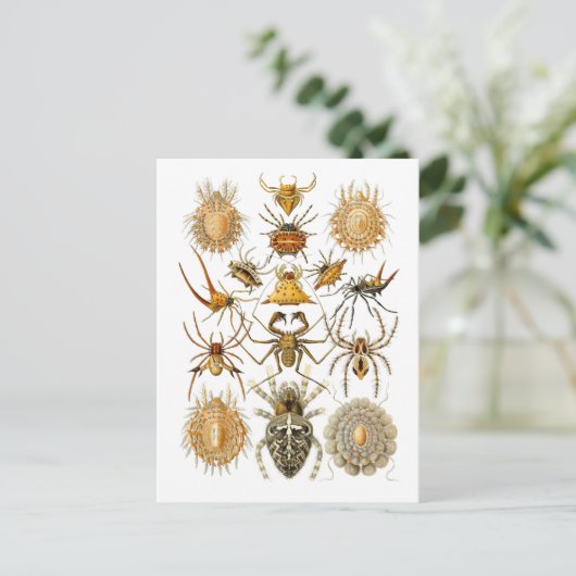 Carte Postale Araignées (Debout devant)