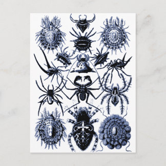 Carte Postale Araignées Haeckel Arachnida en bleu