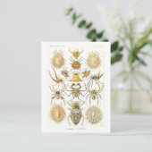 Carte Postale Araignées vintages illustrées (Debout devant)