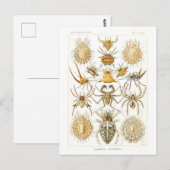 Carte Postale Araignées vintages illustrées (Devant / Derrière)