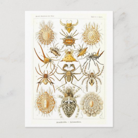 Carte Postale Araignées vintages illustrées (Devant)