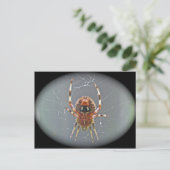 Carte postale Araneus Orb Weaver Spider (Debout devant)