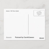 Carte postale Araneus Orb Weaver Spider (Dos)