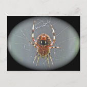 Carte postale Araneus Orb Weaver Spider (Devant)
