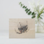 Carte postale Araneus Orb Web Spider (Debout devant)