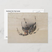 Carte postale Araneus Orb Web Spider (Devant / Derrière)