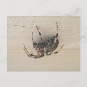 Carte postale Araneus Orb Web Spider