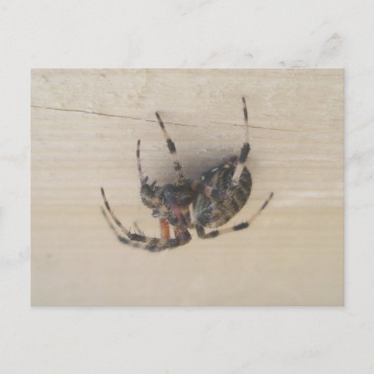 Carte postale Araneus Orb Web Spider (Devant)