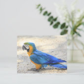 Carte Postale Arara, le vrai Carioca, citoyen de Rio de Janeiro (Debout devant)