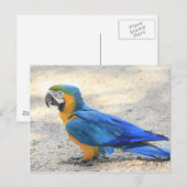 Carte Postale Arara, le vrai Carioca, citoyen de Rio de Janeiro (Devant / Derrière)