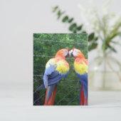 Carte Postale aras écarlates (Debout devant)