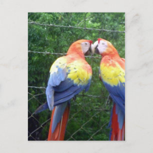 Carte Postale aras écarlates