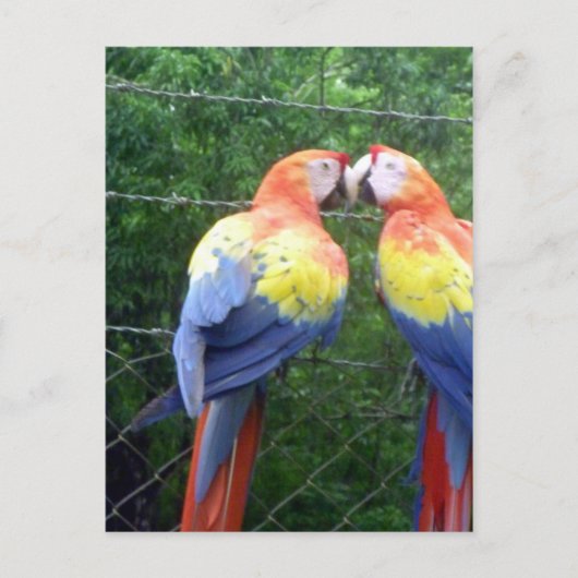 Carte Postale aras écarlates (Devant)