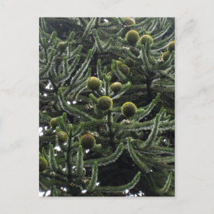 Carte Postale Araucaria araucana cônes femelles - photo Aragon? 